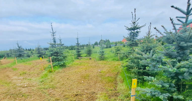 Thüringer Tannenhof Umpferstedt | Camping in den Tannen