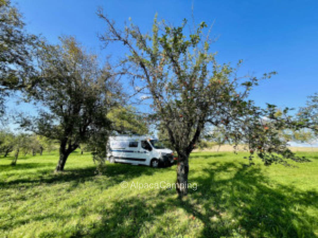 Organic orchard - Weissach im Tal #1