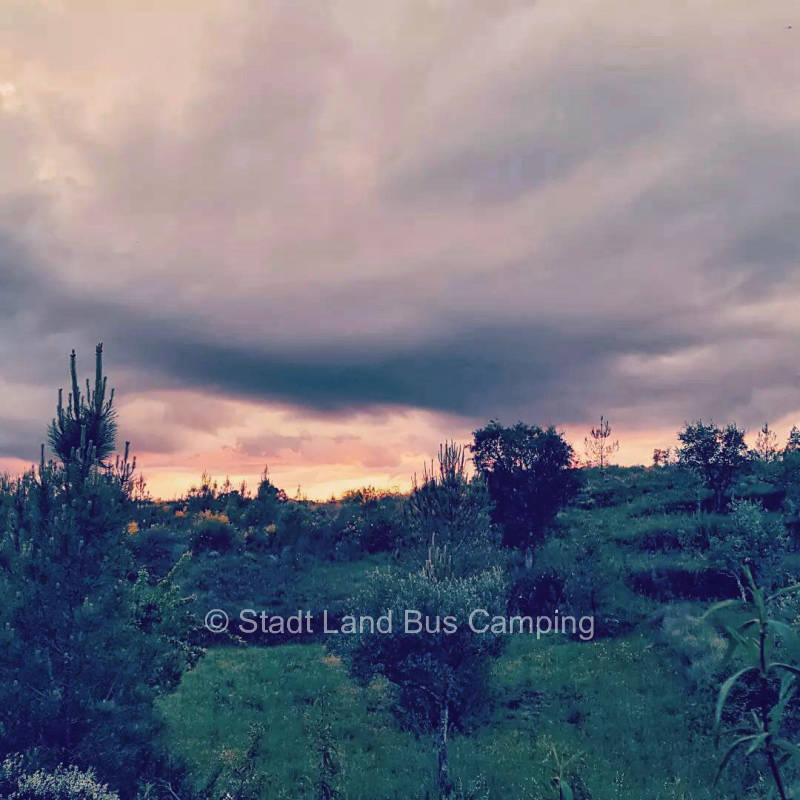 Joy Babid - Stay with your family among olive and fig trees 2