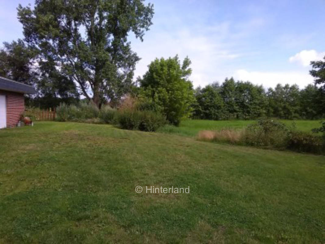 Am Holunderbusch in der Nähe des Jadebusens