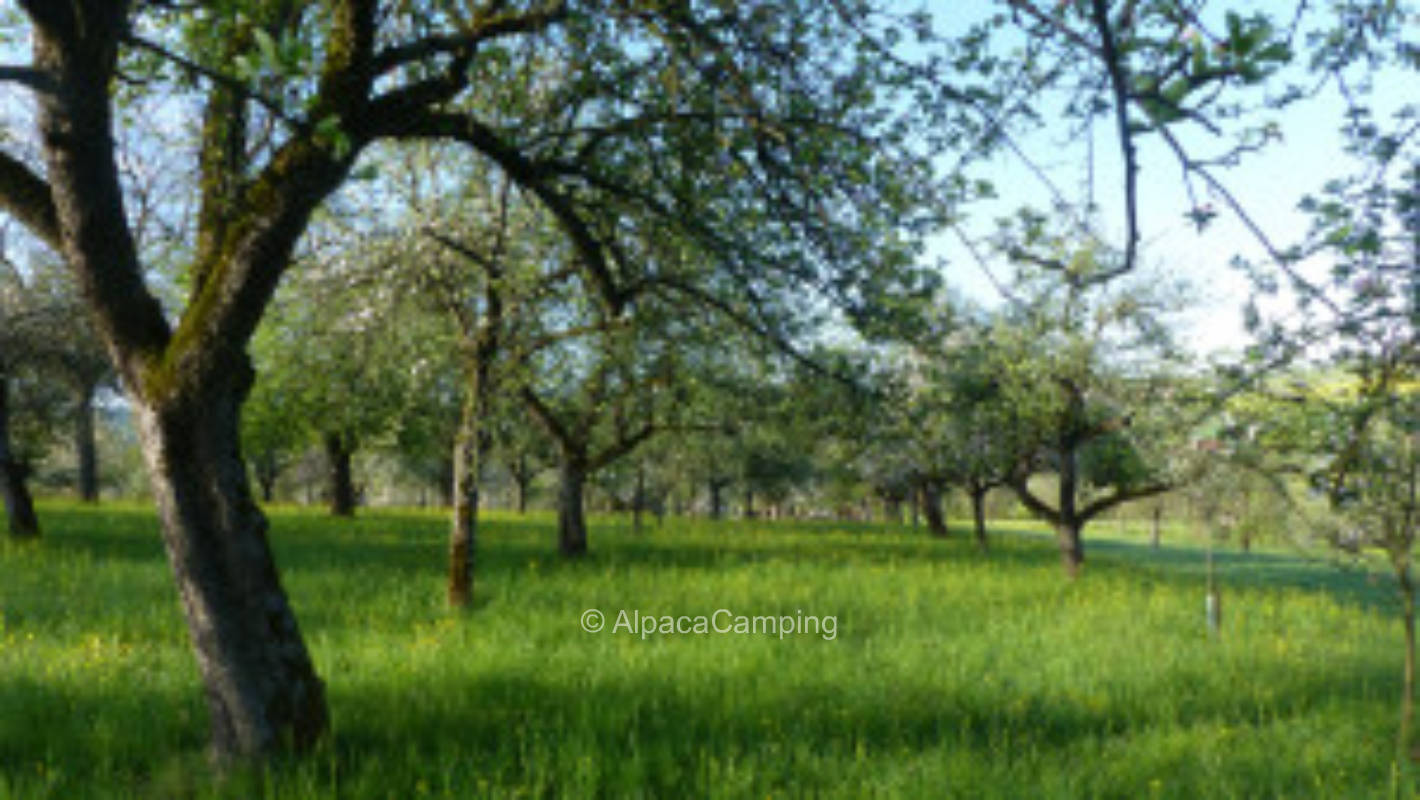 Weissach im Tal organic orchard #3