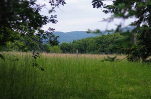 Wiedsche Hecke