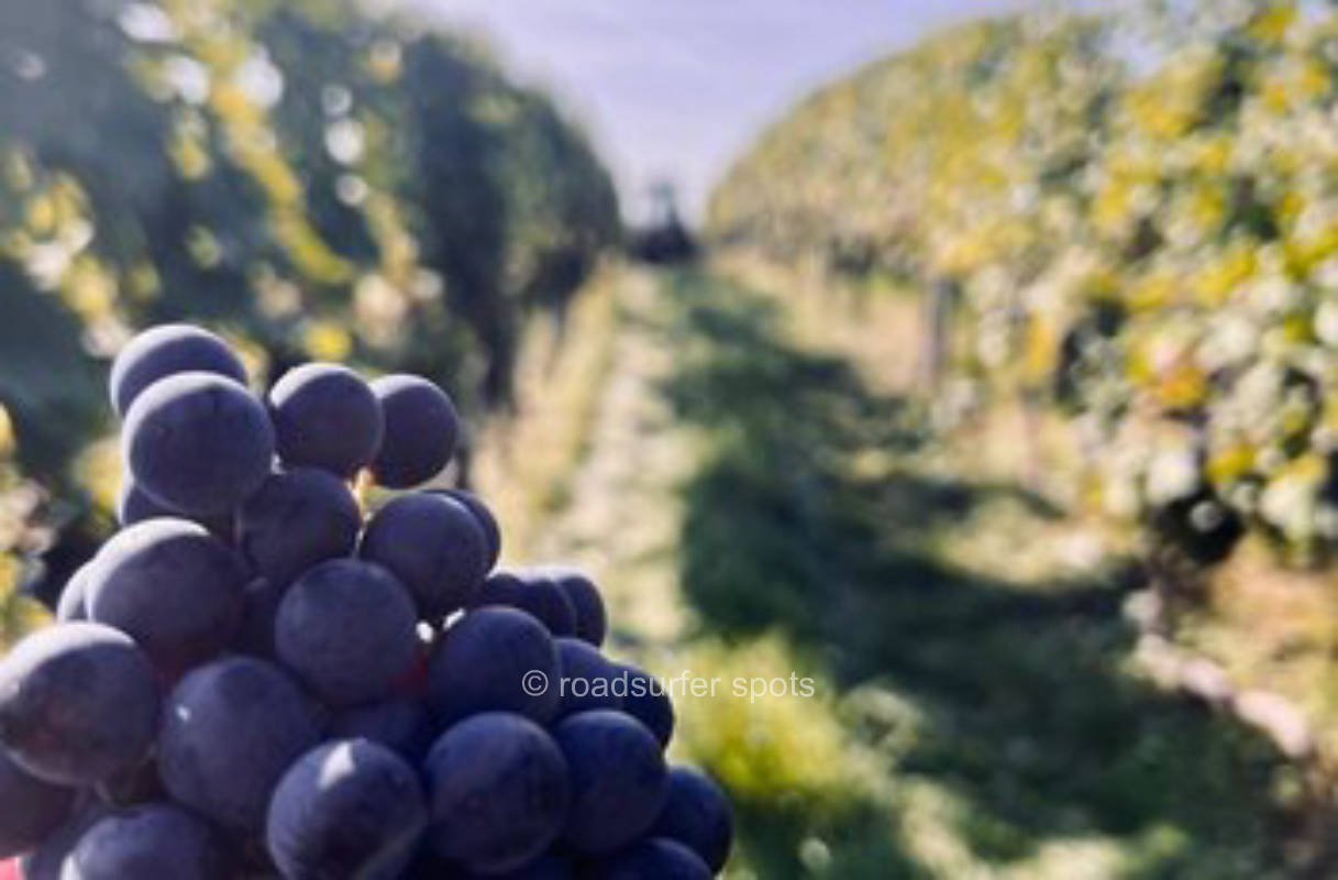 Auszeit Camping im Weingut