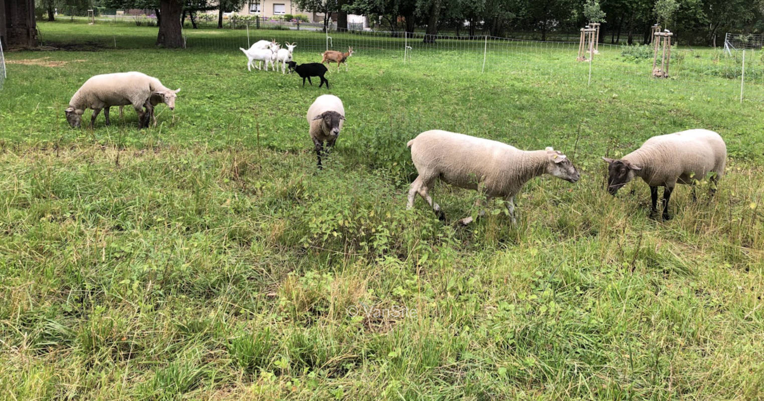 Stellplatz an der Schafswiese mit Seeblick