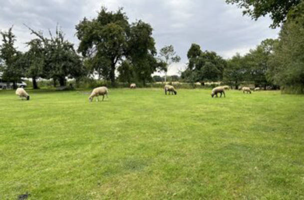 Camping on the Schafwiese