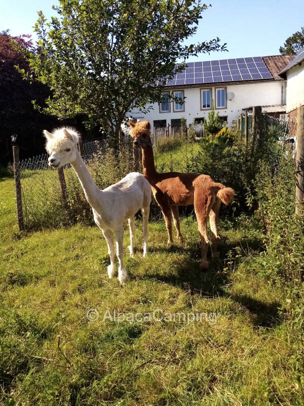 AlpacaCamping 1399