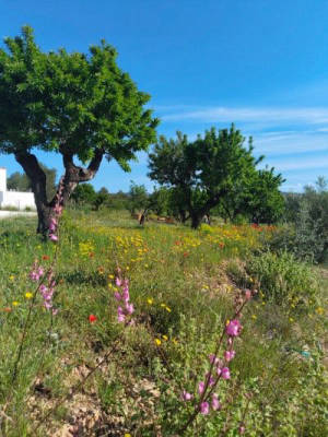 Between Horses and Almond Trees