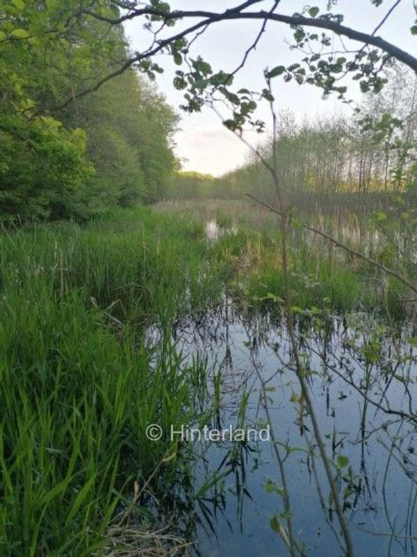 Romantische Abende neben Renaturierungsfläche