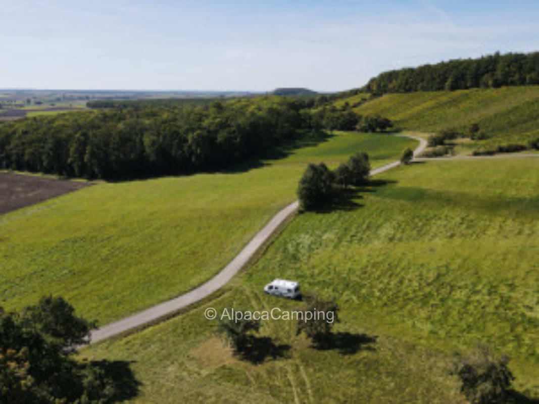 Unter den Müller-Thurgau Weinberg Hohenkottenheim an der Hütte #3