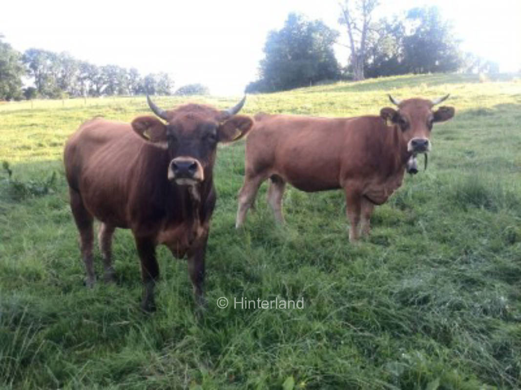 Camping on the adventure farm in Allgäu, privater Stellplatz