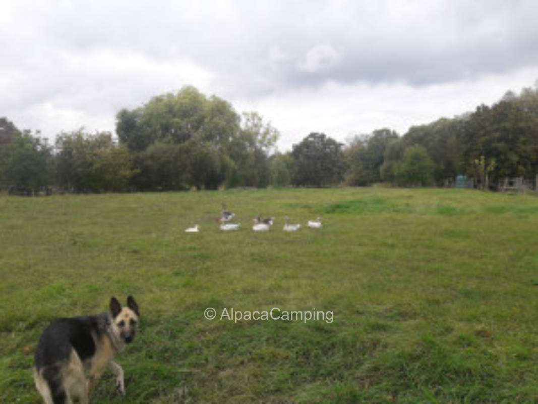 Goose meadow #2