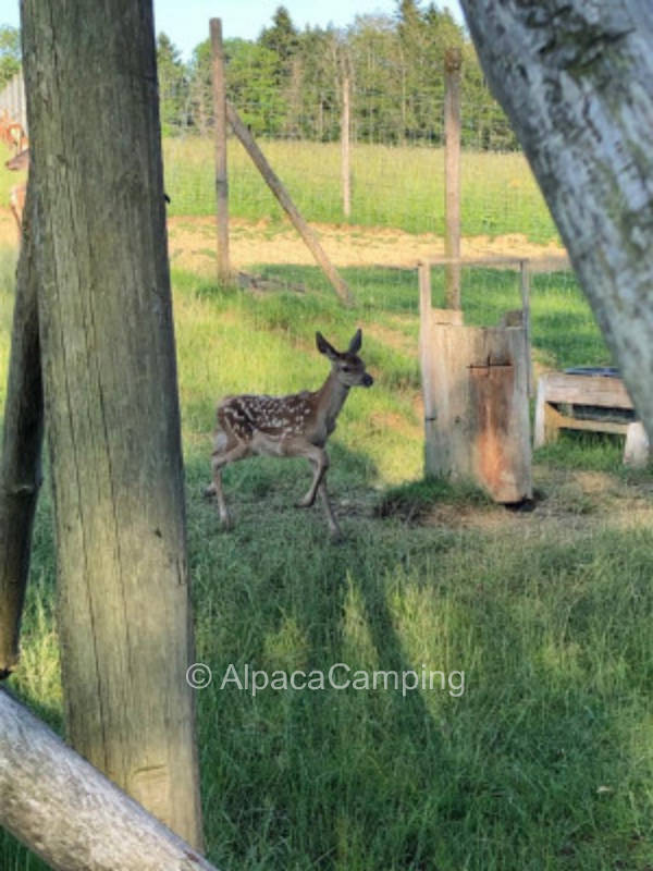 Time out at deer enclosure #2
