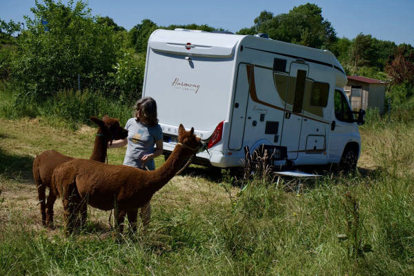 AlpacaCamping 5311