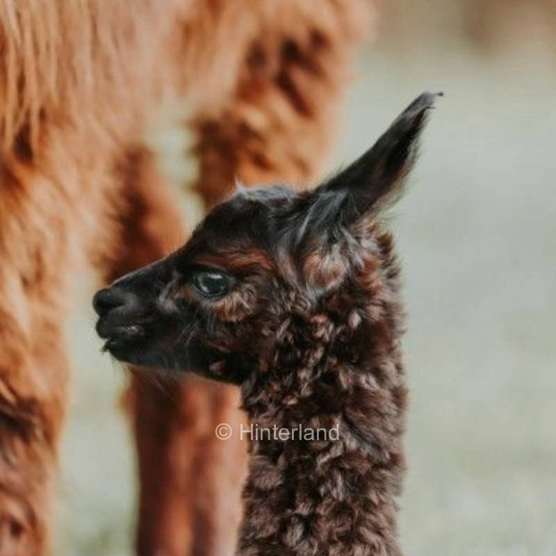 Alpaka Camping Fjord und Nordsee