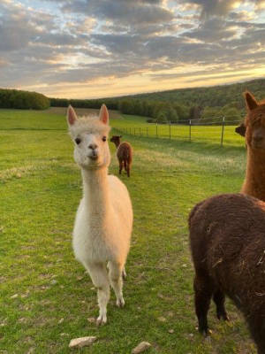 Camping at the alpaca farm in solitude