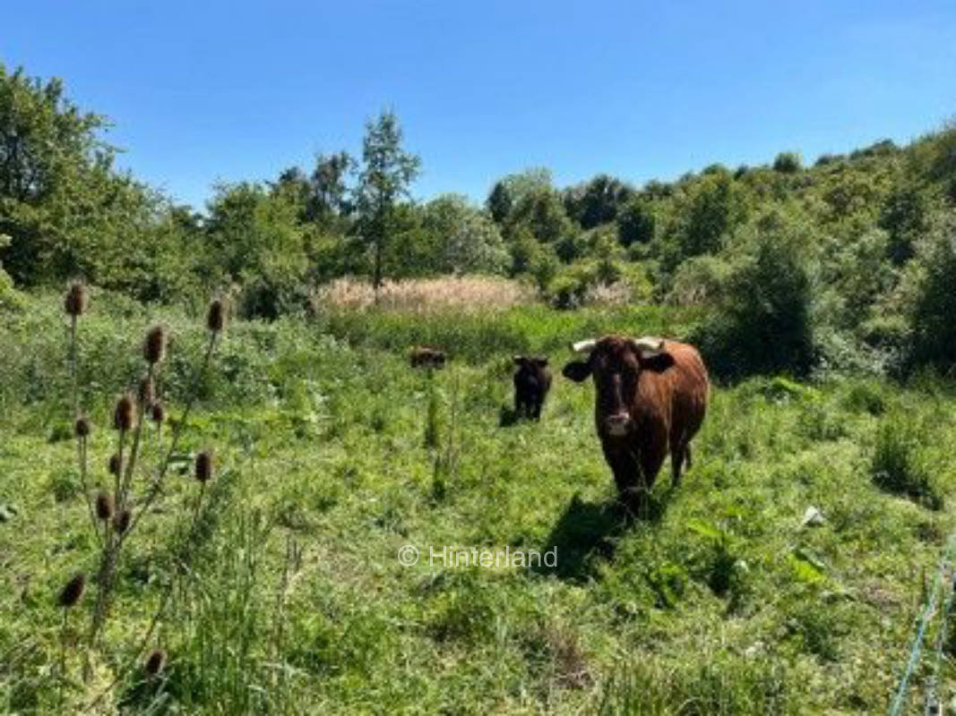 Rinderweide im schönen Rheingau 