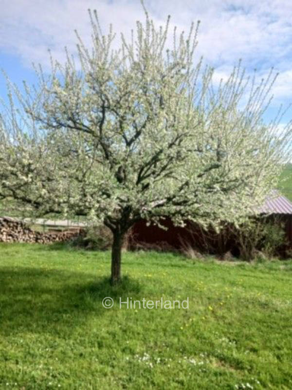 Stellplatz an einer Obstbaumwiese