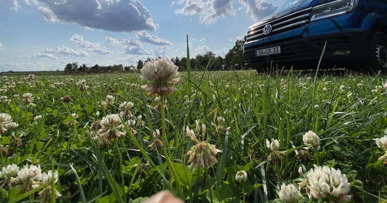 Wiese am Waldrand#