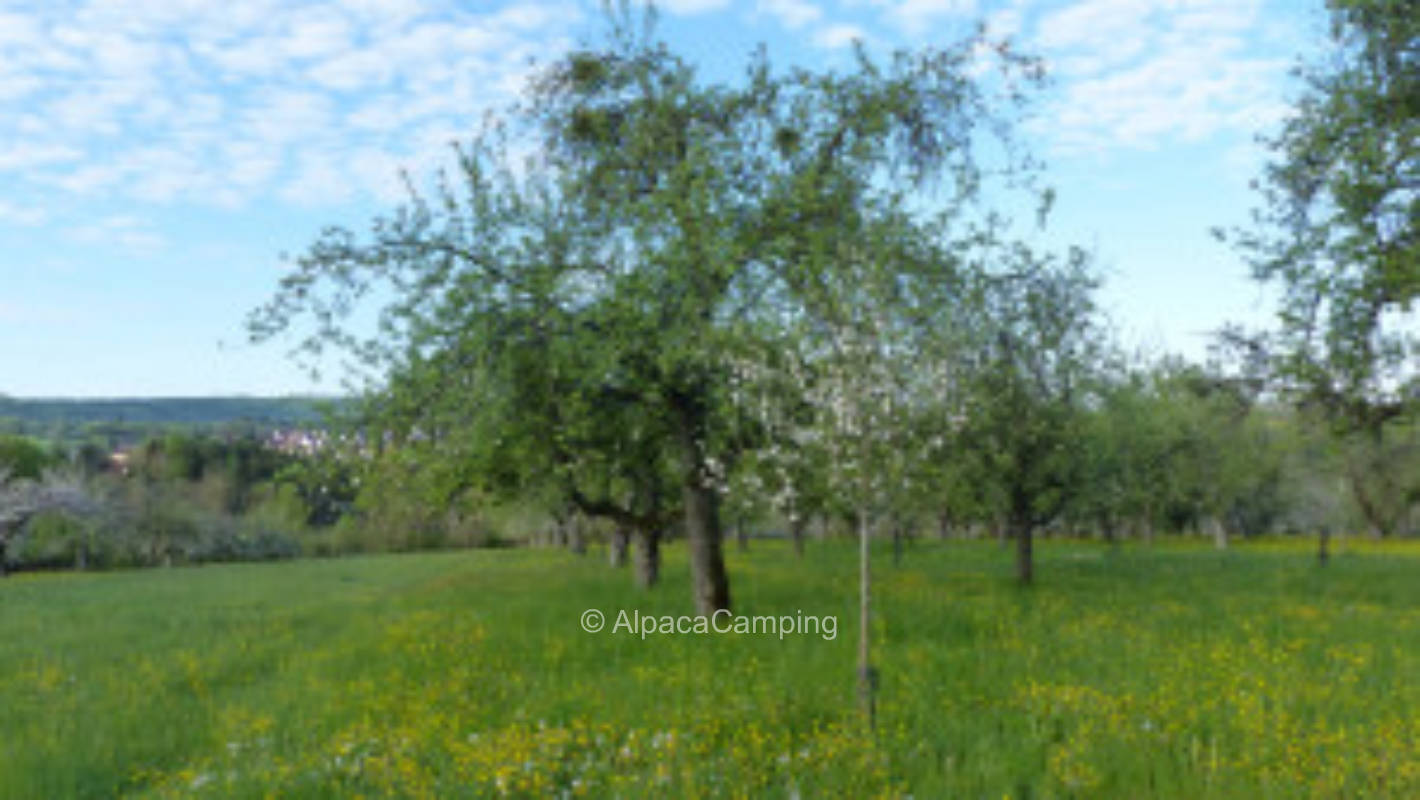 Bio Streuobstwiese Weissach im Tal  Idylle #3