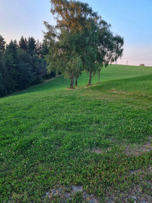 Natur pur beim kolble hof birken