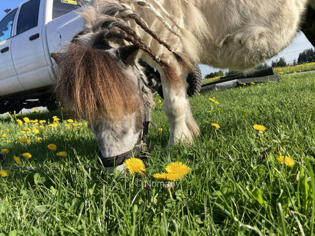 Idylle mit Seeblick und Pferde, privater Stellplatz