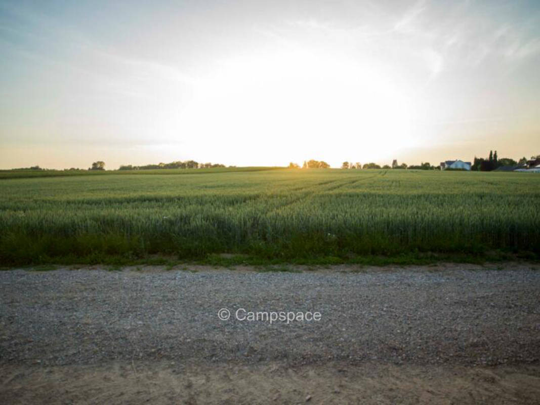 Wiese mit Blick auf Kuhweide