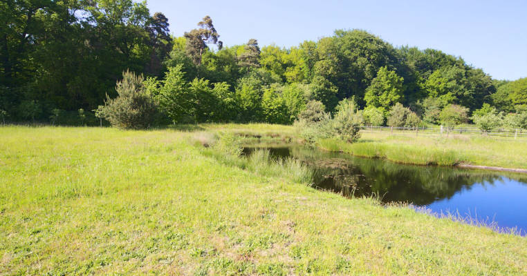 Wiese mit Teich direkt am Waldrand