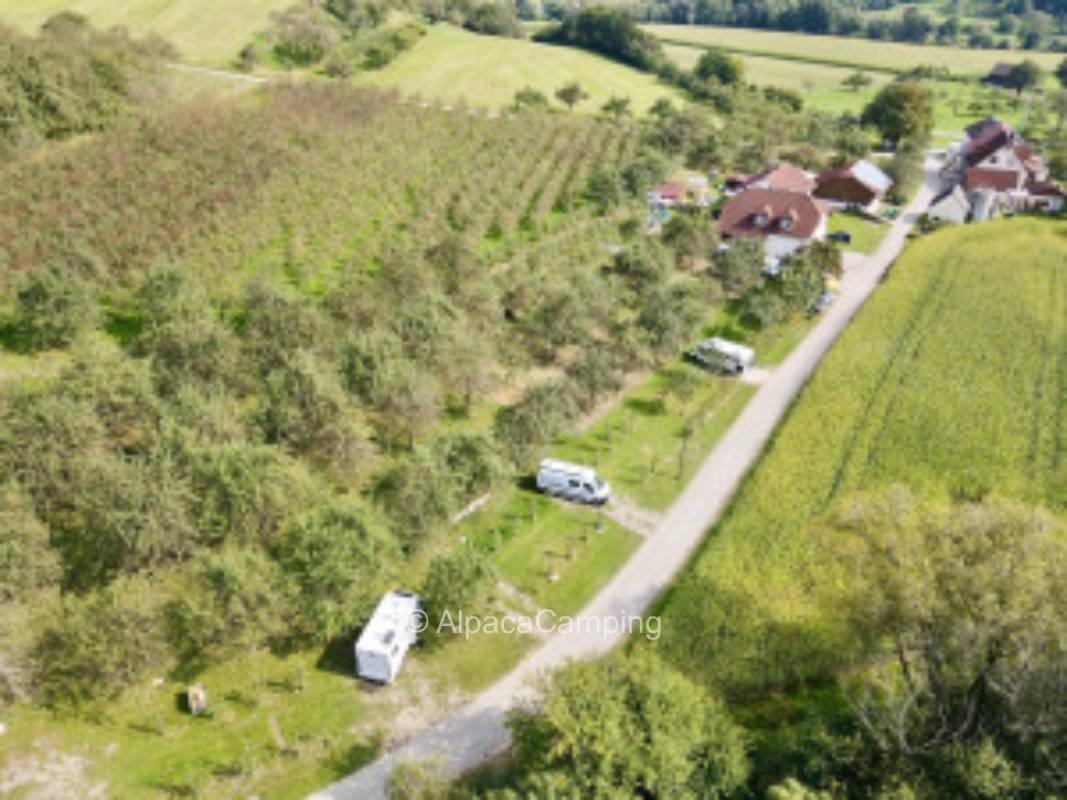 Camping under the apple trees