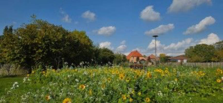 Rustikales Wiesencamping mit grüner Aussicht 