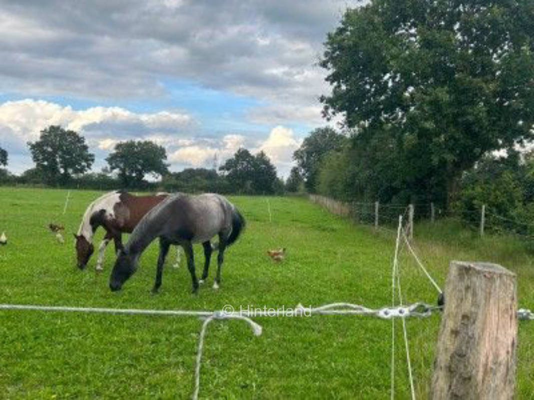 Grüne Flora Nähe Dänemark am Baggersee 
