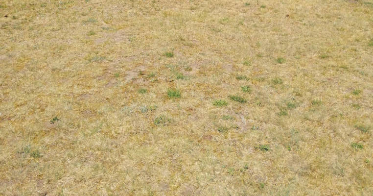 Dry grass meadow at the hotel and restaurant "Zum Birkenhof".