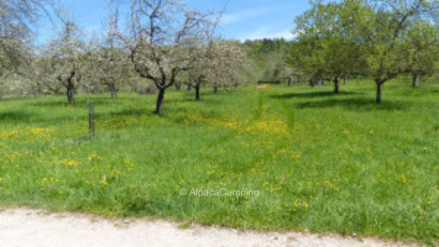 Orchard meadow Urbach on the field path