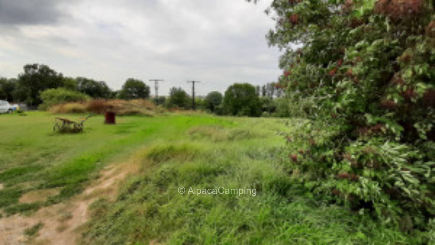 Unstrut-Lama-Wiese #2