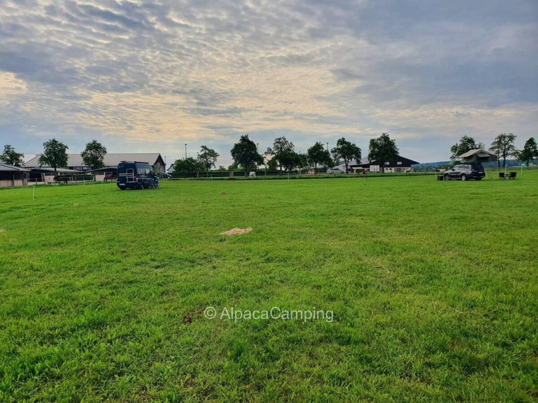 Pitch on the horse farm