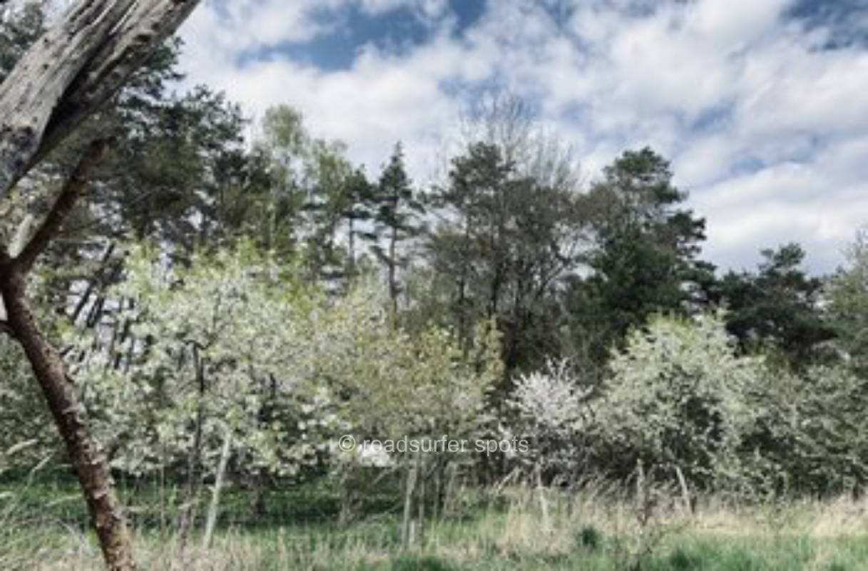 Wild romantic between forest, field and meadow