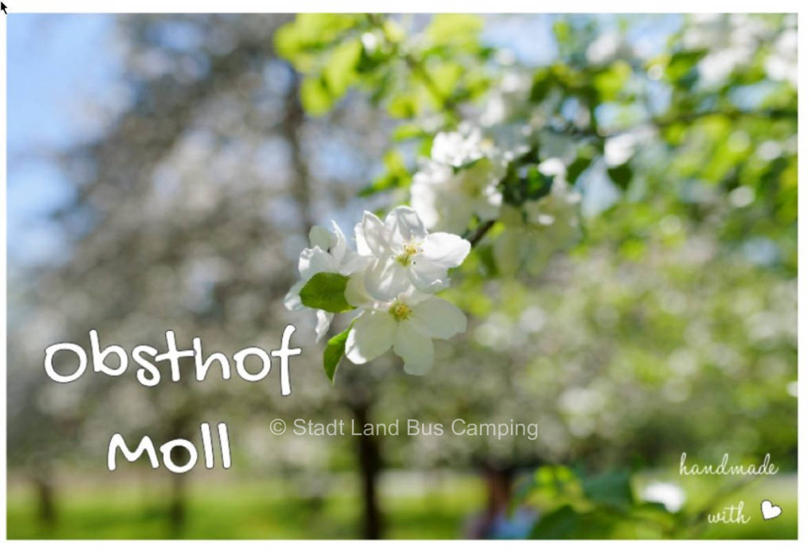 Obsthof Moll – Unter den Obstbäumen 2