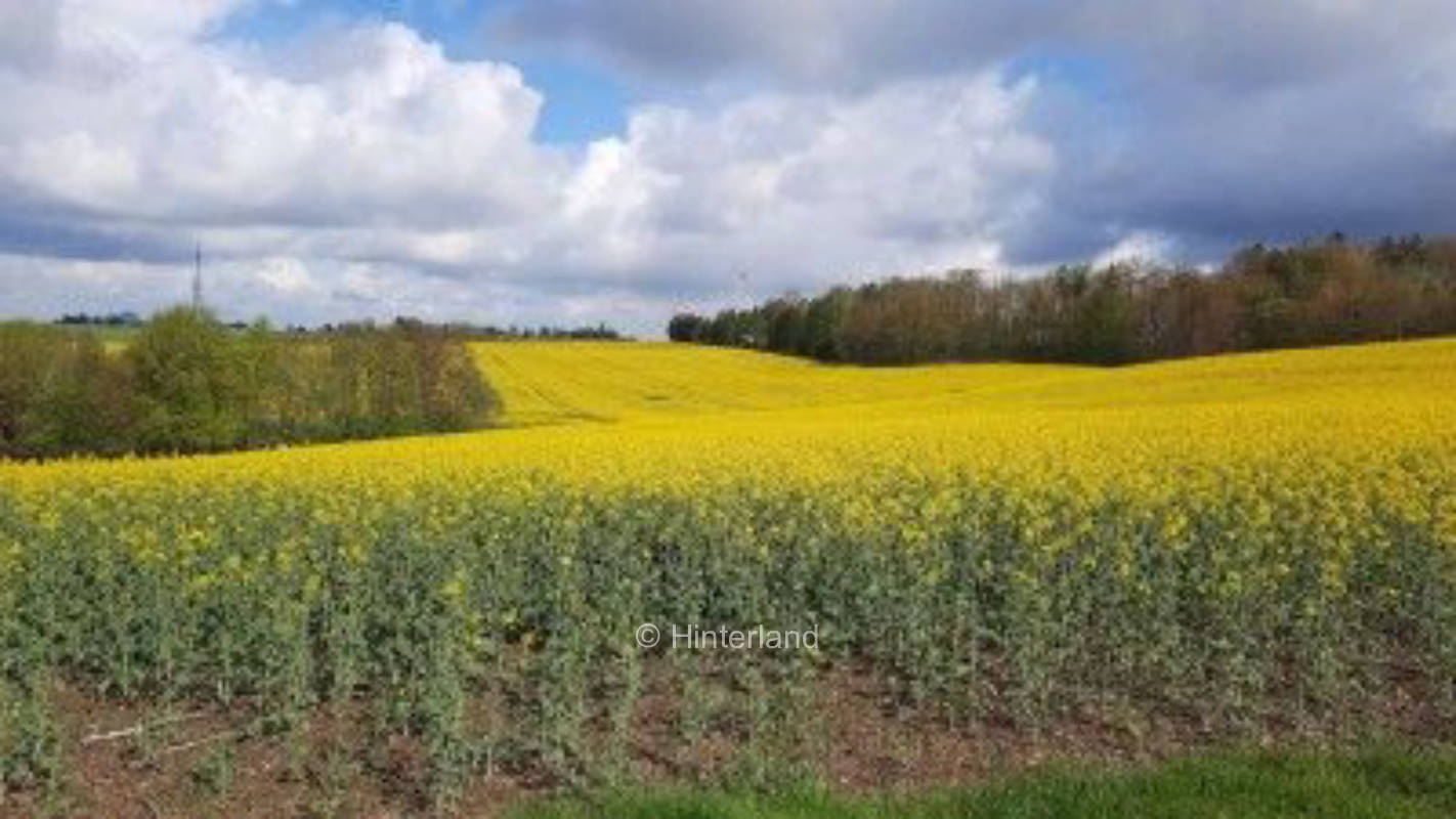 Naturwiese mit schönem Aussichtspunkt in der Nähe
