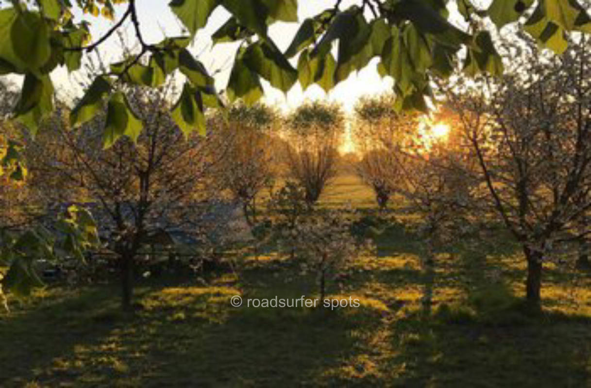 Camping on the organic farm