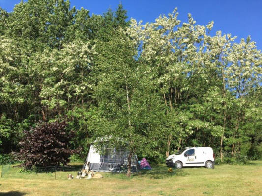 Stellplatz für Hunde am Waldrand (Campspace 28494)