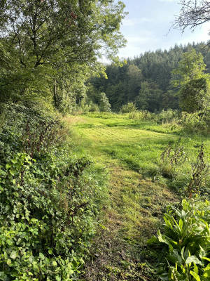 Waldwiese in the Hunsrück Soonwald