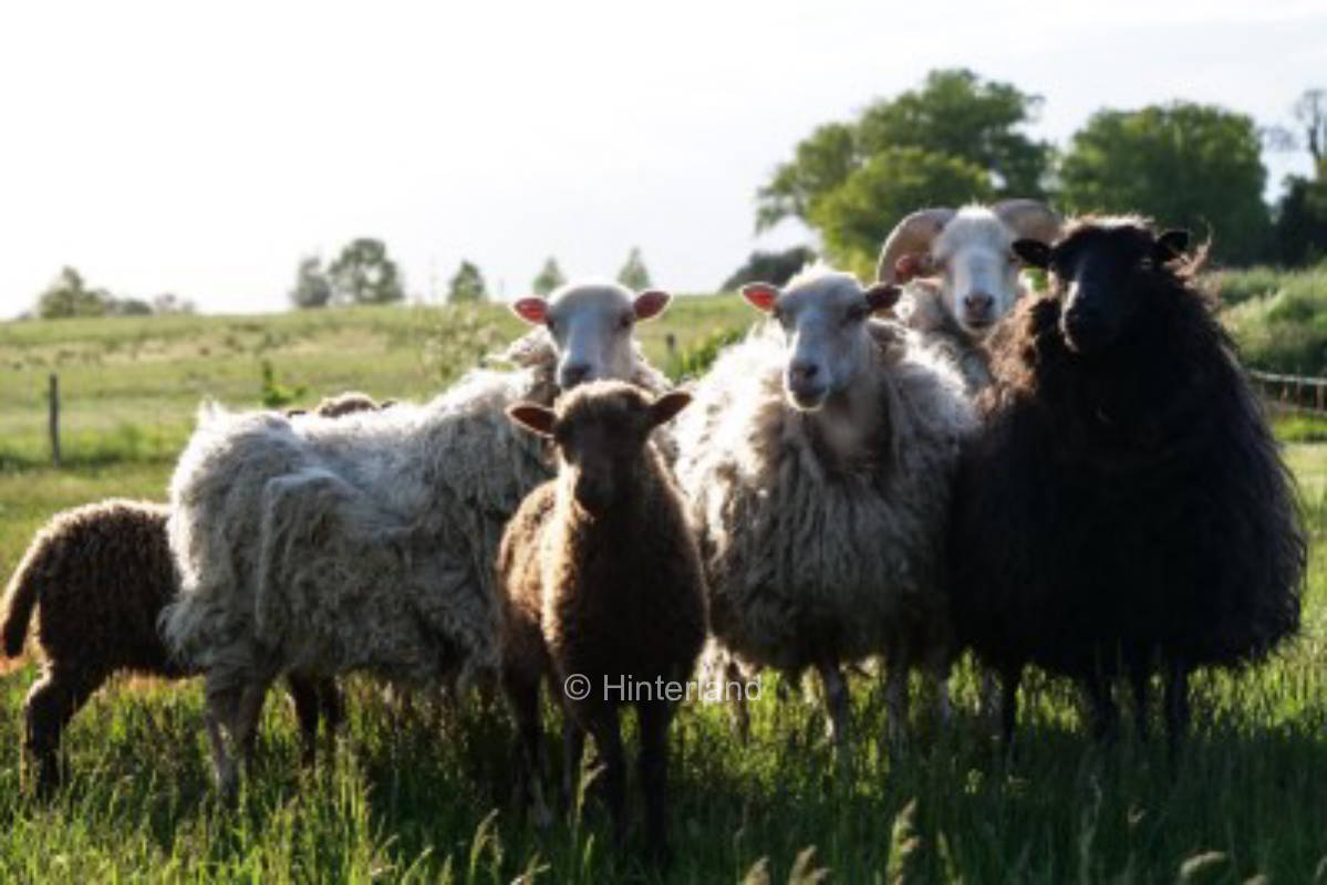 Camping on the farm in the Oder foreland