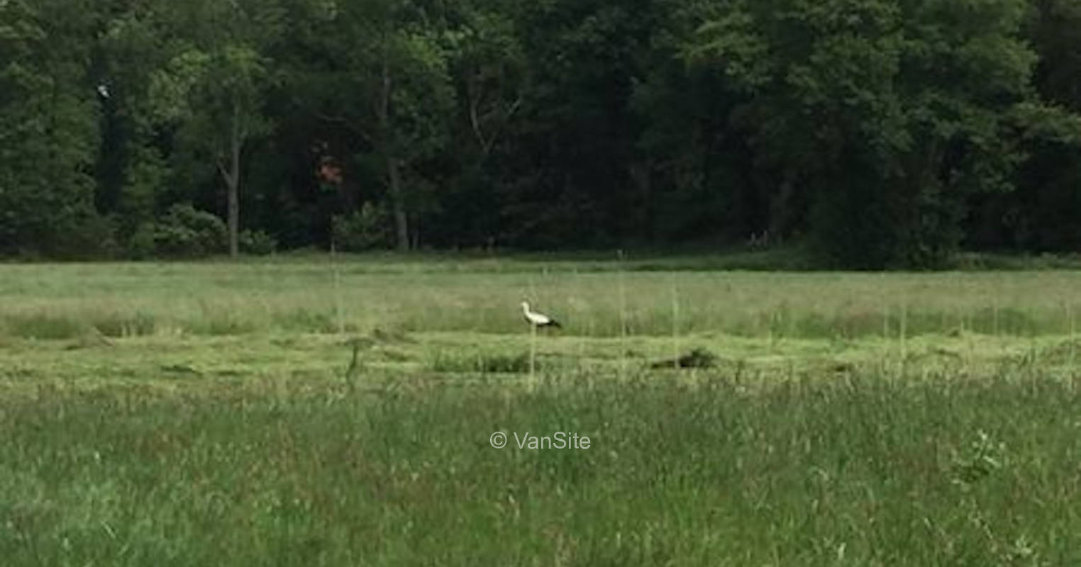 Wiese in der Osteniederung