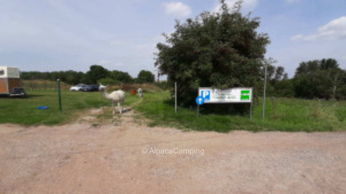 Unstrut llama meadow #1