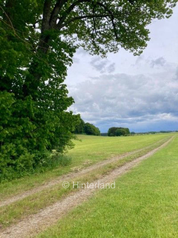 Idylle unter der Linde zwischen Wiesen und Feldern