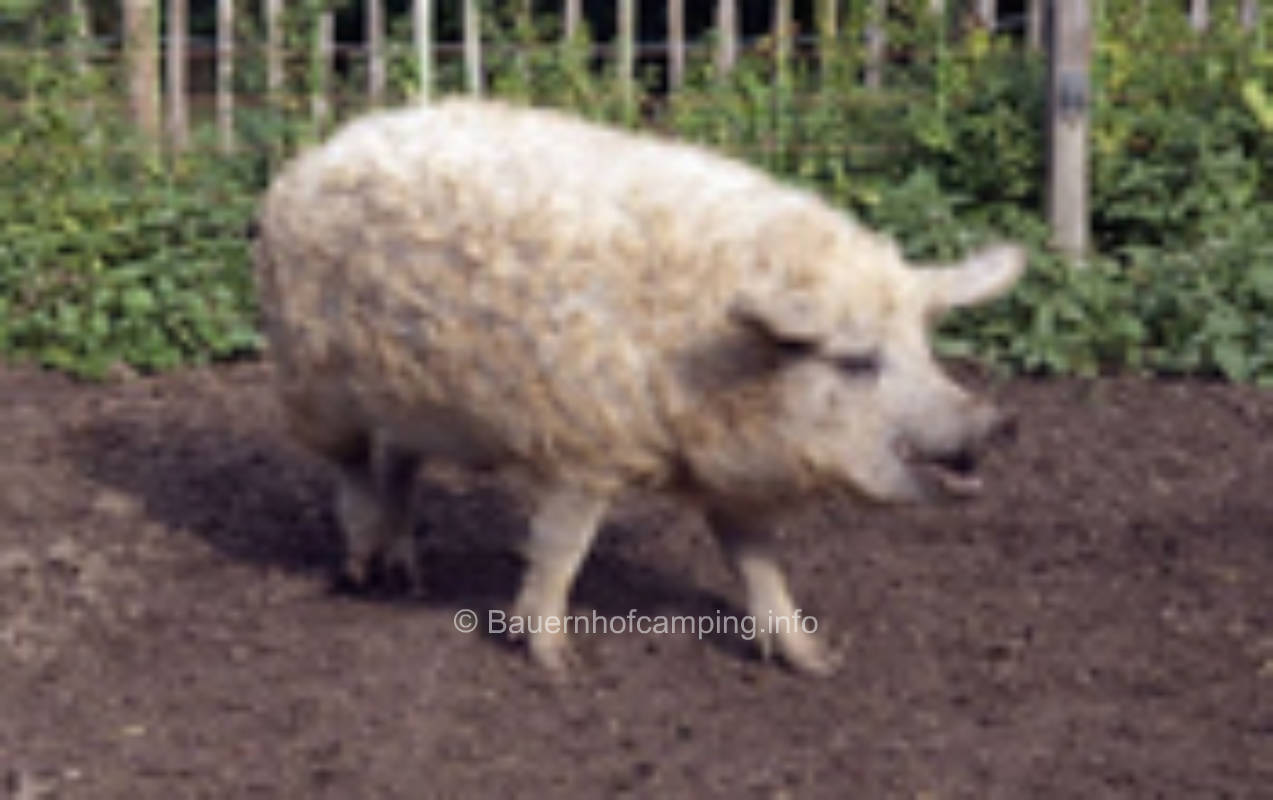 Wool Pig Farm
