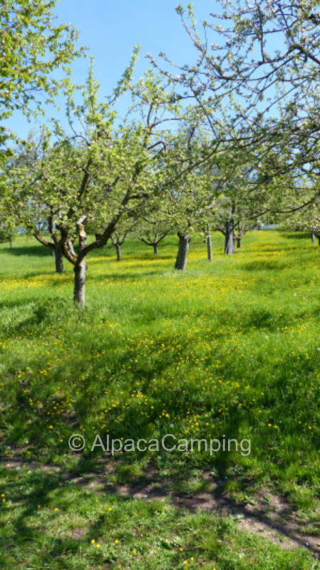 Organic orchard meadow Urbacher Ruhe