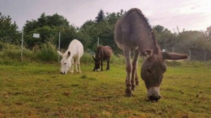Auszeit auf dem Eselhof-Wetterau