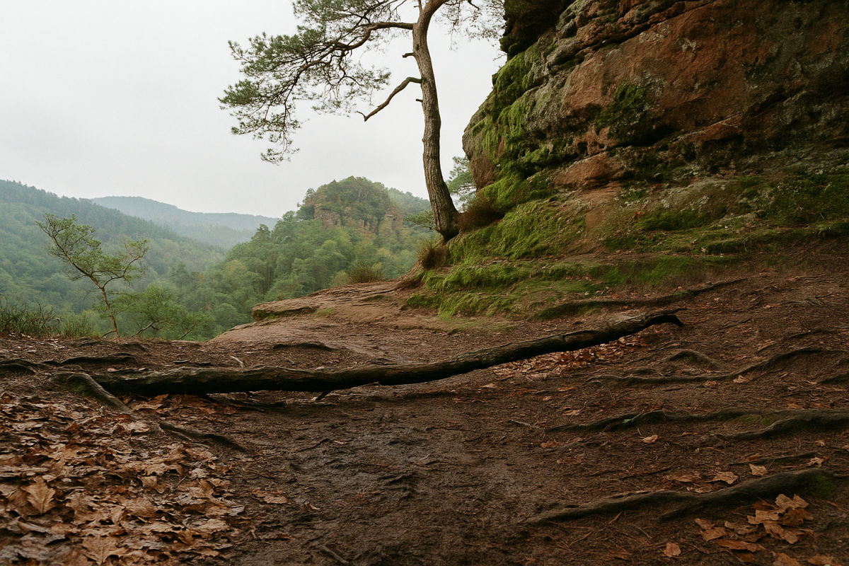 Der Pfälzerwald – KI-generiertes Symbolbild