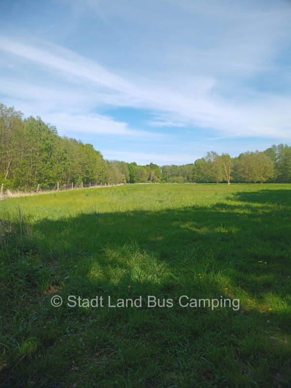 Forest meadow