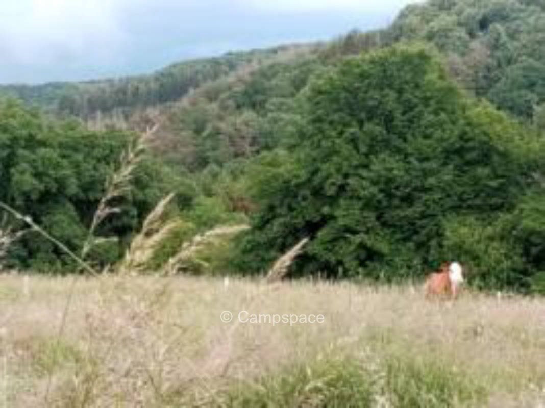 Naturcamping im Bionutzgarten